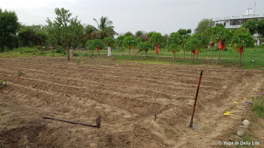 Area prepared for chawla cowpeas